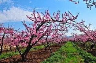 草莓视频人成人版,揭秘成人娱乐领域的全新体验